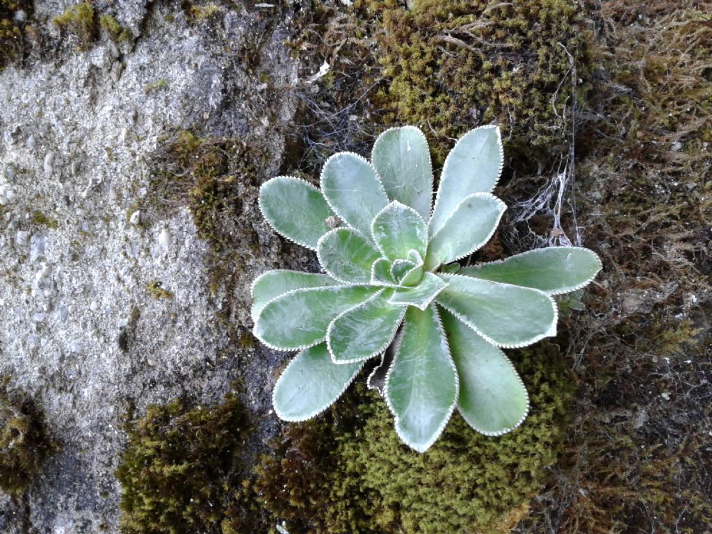 Saxifraga cotyledon / Sassifraga dei graniti